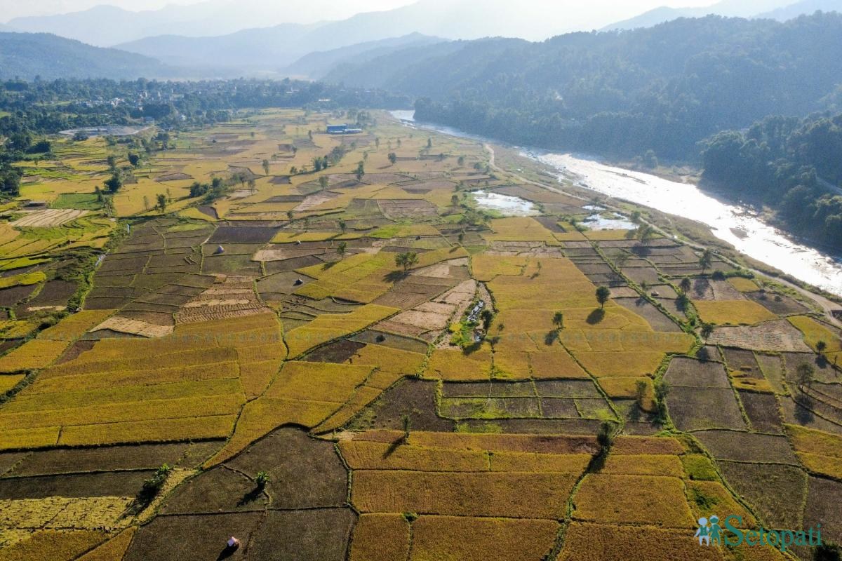 Daraudi-River-side_Rice-Harvesting--2486-ink-1793092673.jpeg