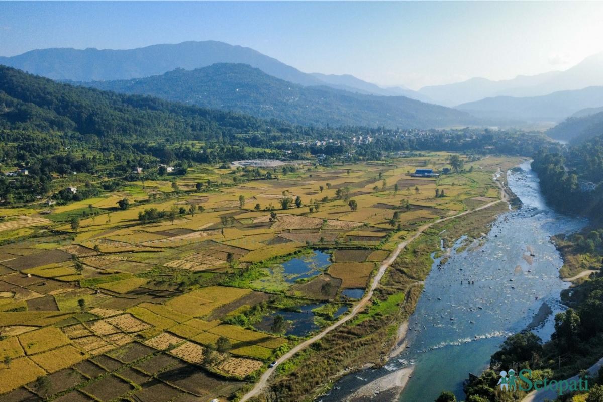Daraudi-River-side_Rice-Harvesting--2487-ink-1793092673.jpeg