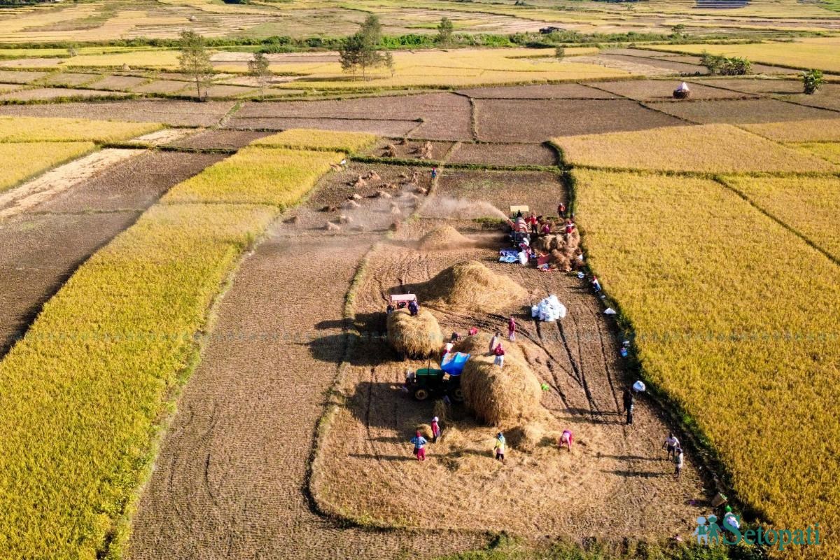 Daraudi-River-side_Rice-Harvesting--2488-ink-1793092673.jpeg