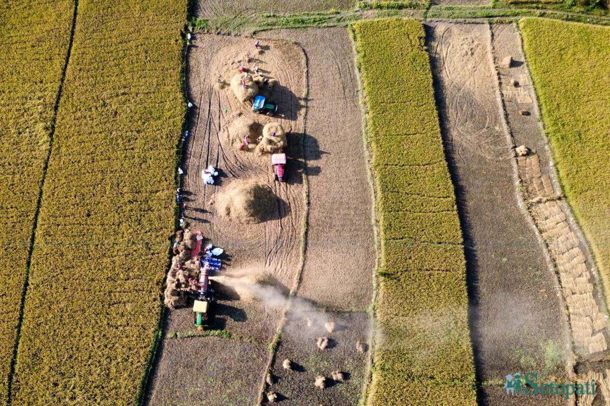 Daraudi-River-side_Rice-Harvesting--2489-ink-1793092673.jpeg