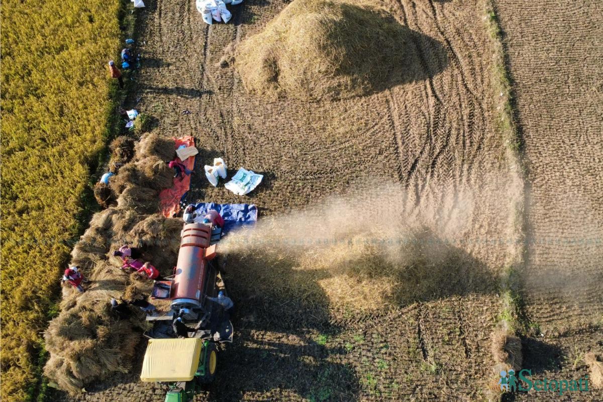 Daraudi-River-side_Rice-Harvesting--2490-ink-1793092673.jpeg