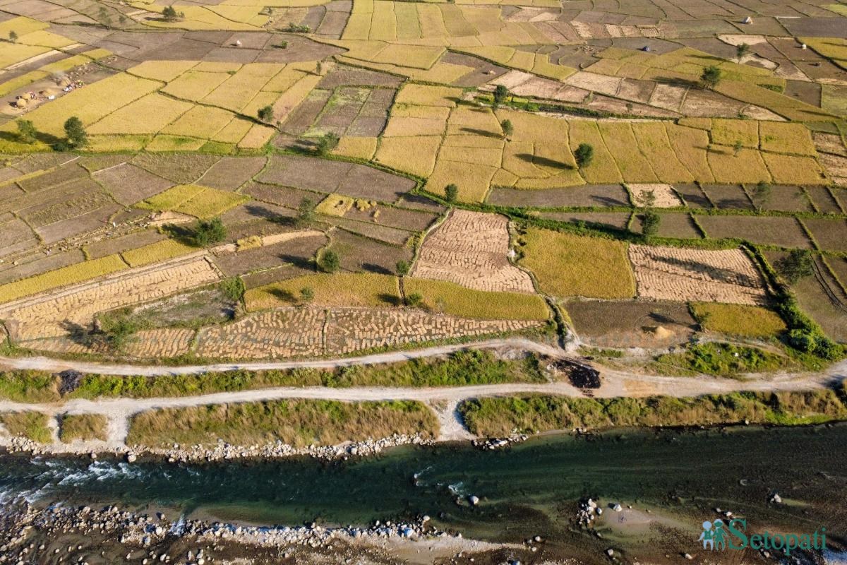Daraudi-River-side_Rice-Harvesting--2493-ink-1793092674.jpeg