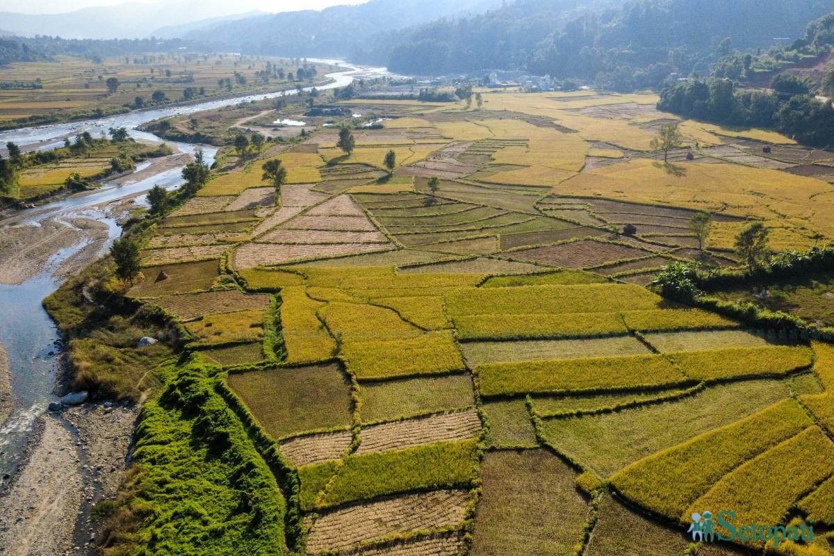 Daraudi-River-side_Rice-Harvesting--2494-ink-1793092674.jpeg