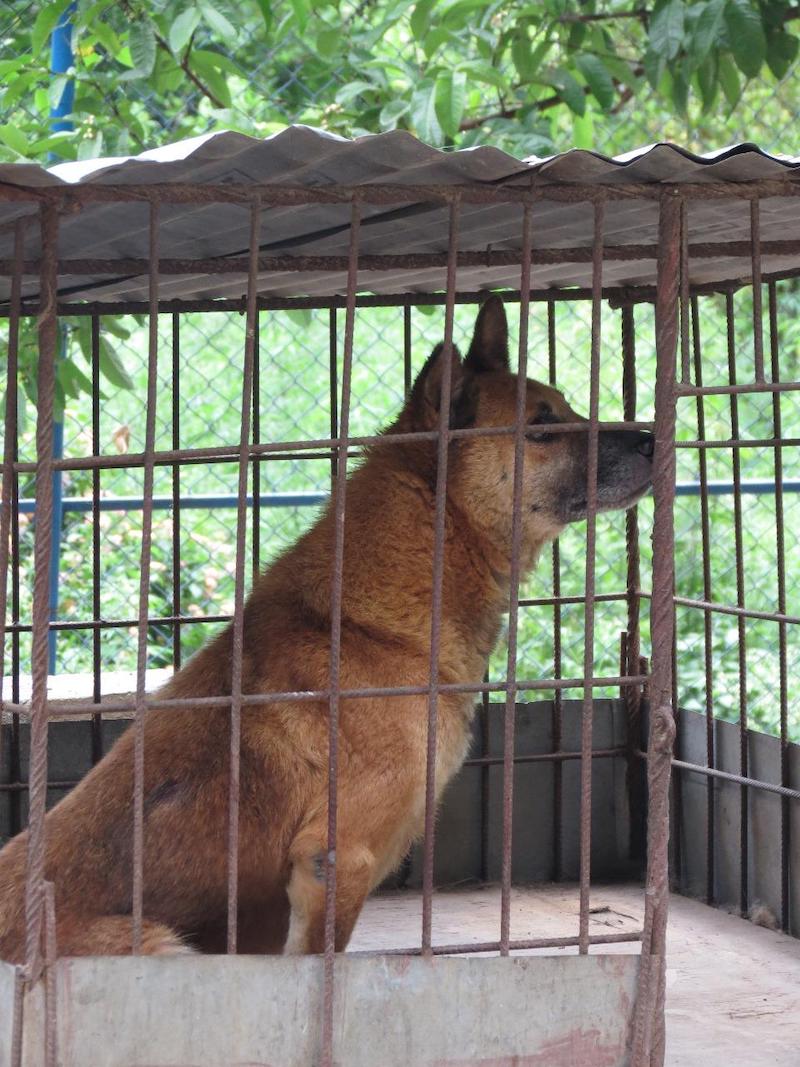 Dog6-1751739126.jpeg