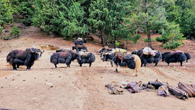 Dolpa2-1751629603.jpg