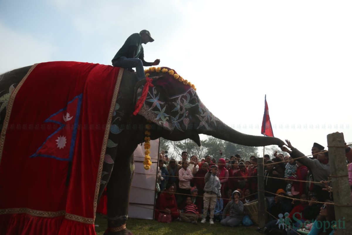 Elephent-beauty-pagent_Nepal-Photo-Library-(13)-1766825814.jpg
