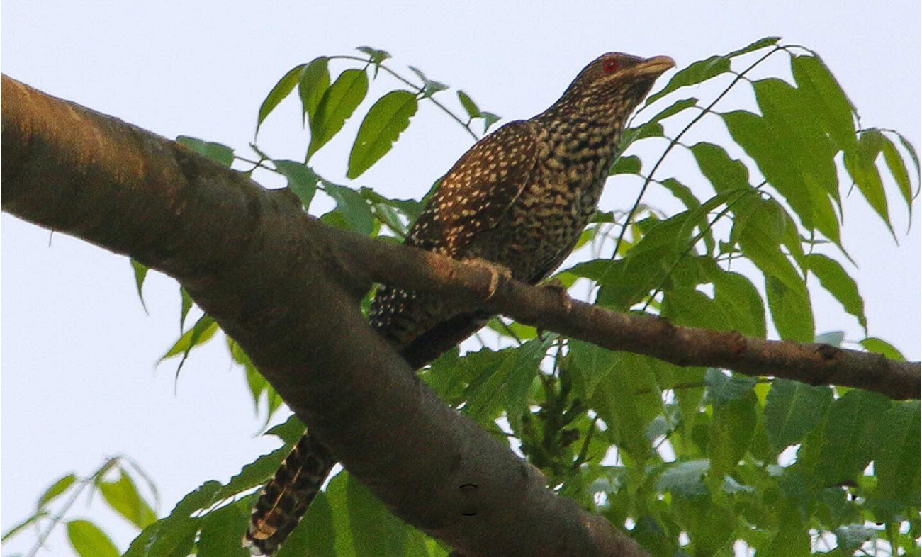 (तस्बिर: कोइली चरा/अदिस दुलाल।)