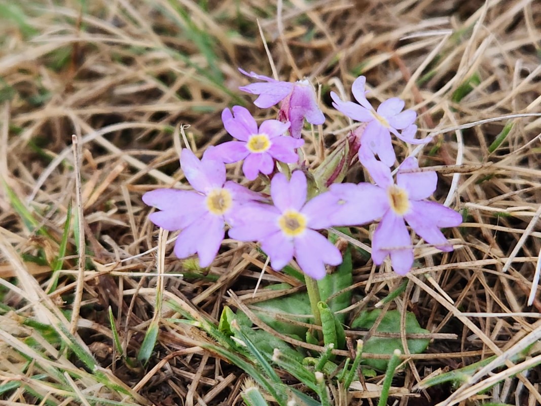 Flower-in-Sailung-1746865099.jpg