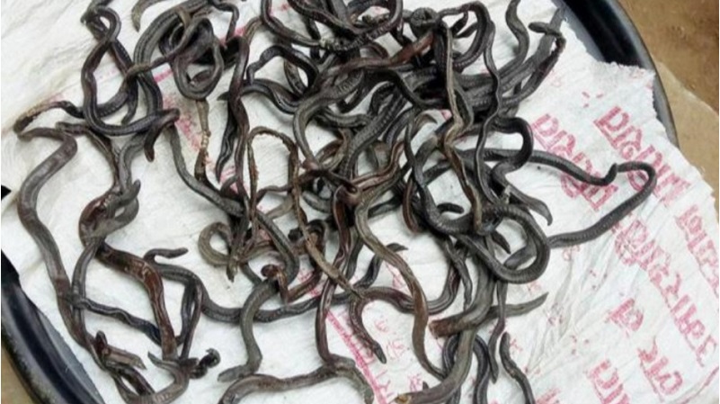 Ganaule-Sarpa-(2)-1716544332.jpg