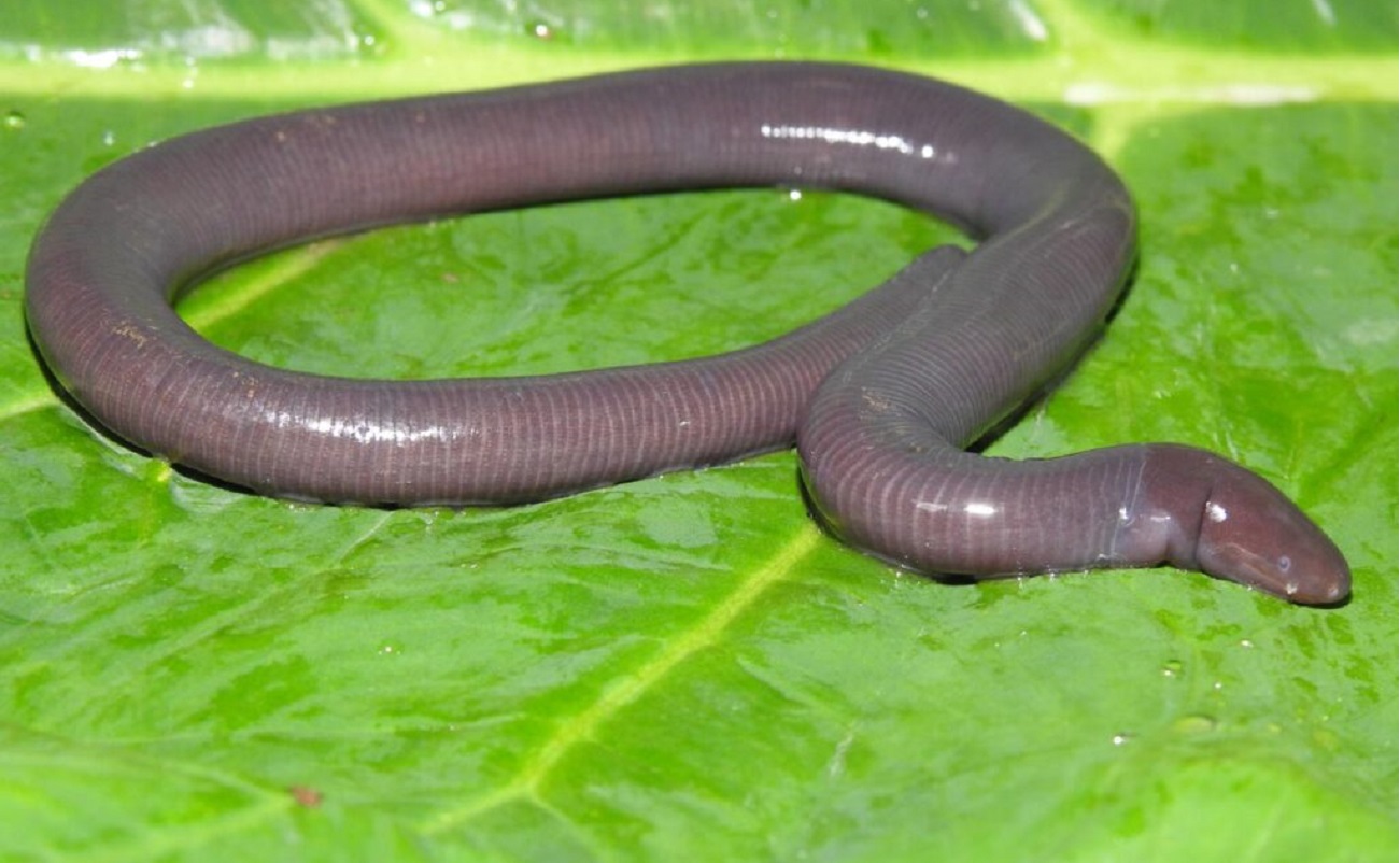 तस्बिर: विवेक गौतम।