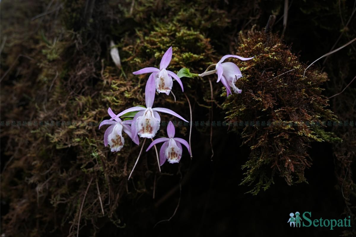Ghopteghyang-to-Thorepati_Hiking_NPL-PCT_-(15)-ink-1782540420.jpeg
