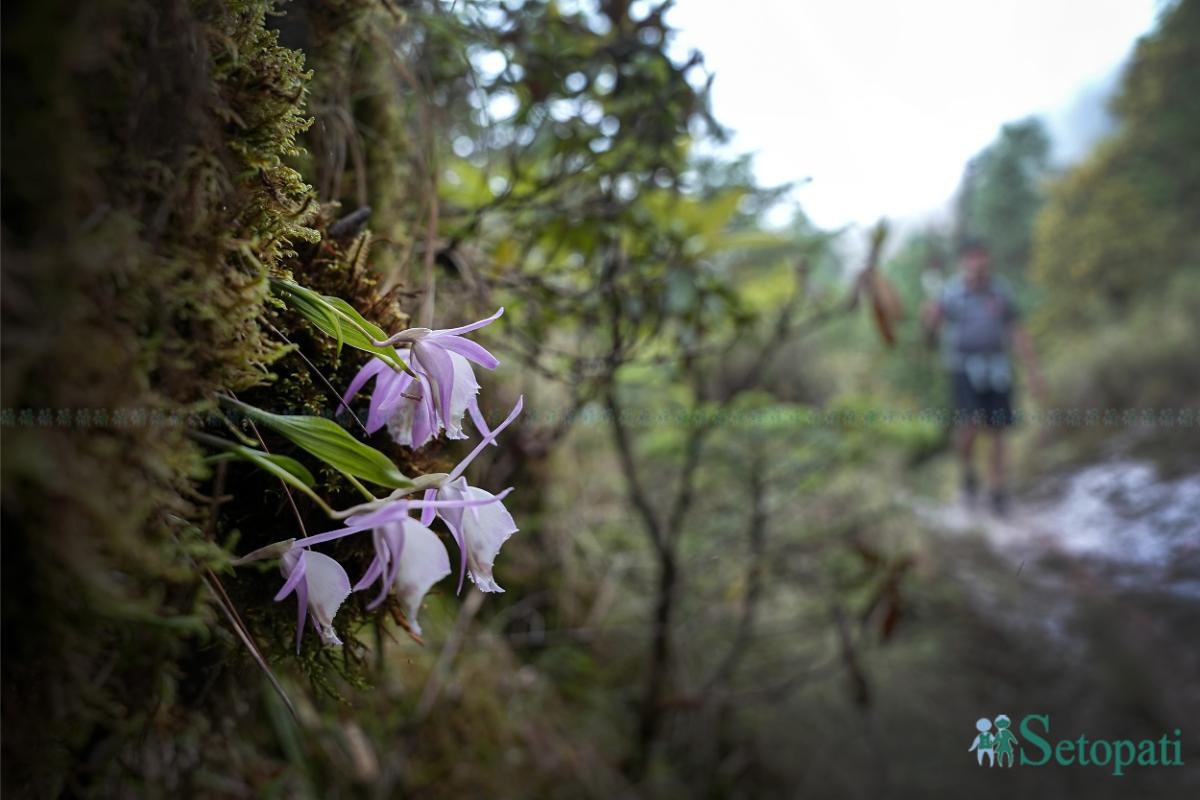 Ghopteghyang-to-Thorepati_Hiking_NPL-PCT_-(16)-ink-1782540420.jpeg