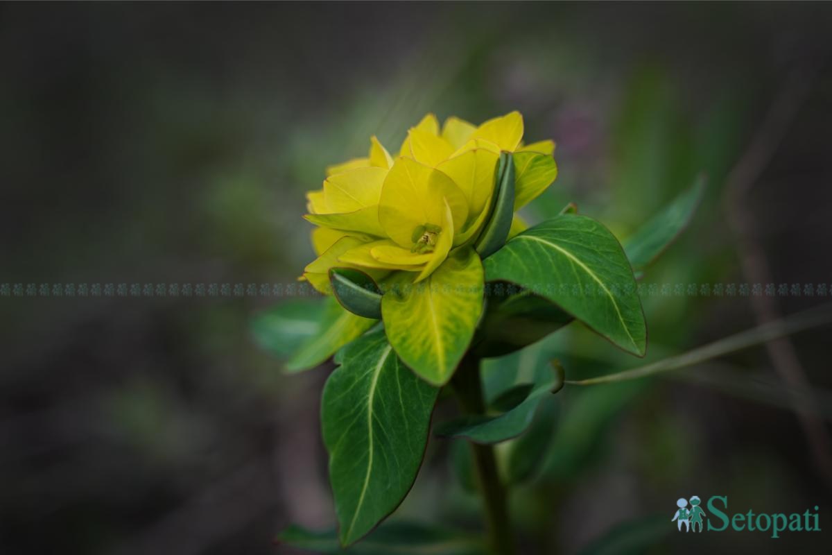 Ghopteghyang-to-Thorepati_Hiking_NPL-PCT_-(17)-ink-1782540421.jpeg