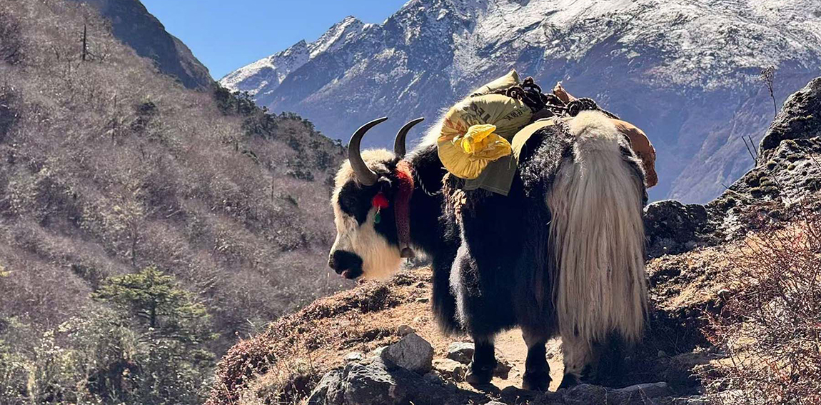 बसाइसराइँका क्रममा बिहीबार चौरीलाई सरसामग्री बोकाएर लगिँदै लप्चीका स्थानीय बासिन्दाहरू। तस्बिरः गोर्कण भण्डारी/रासस