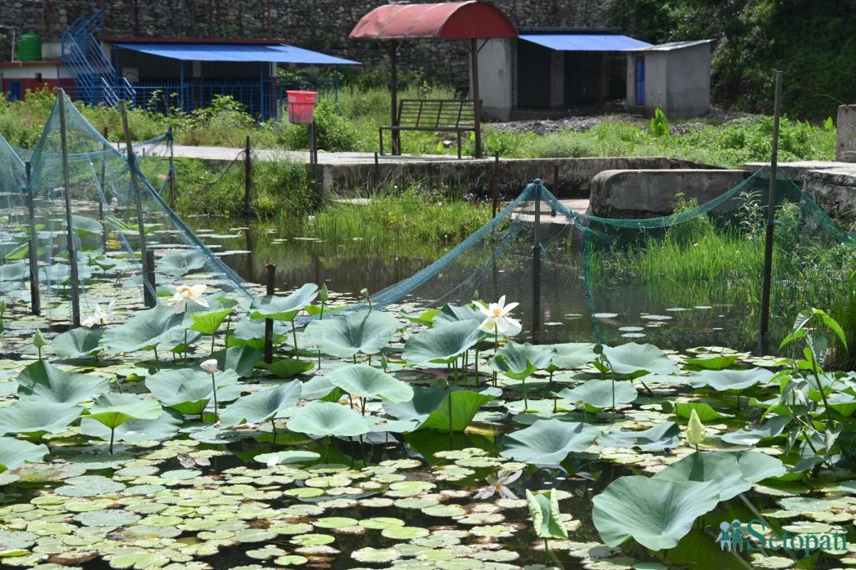 Gudepokhari,-pokhara_-571-ink-1751256042.jpeg