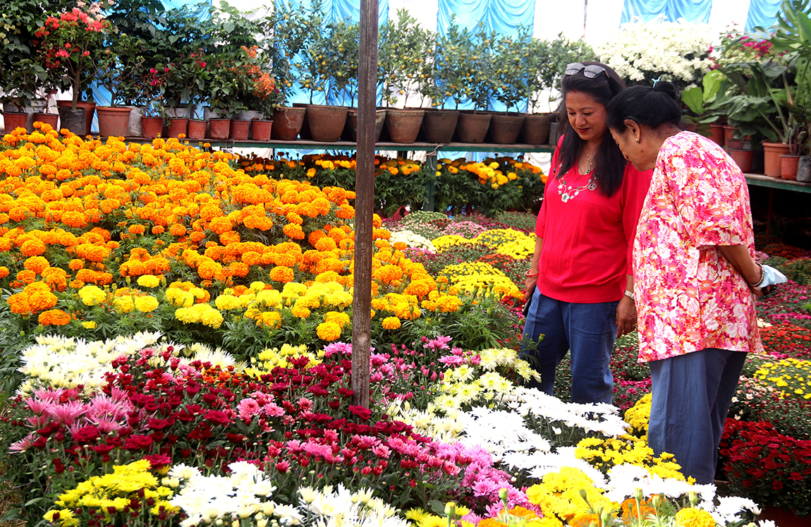 आजका तस्बिर- असोज २९