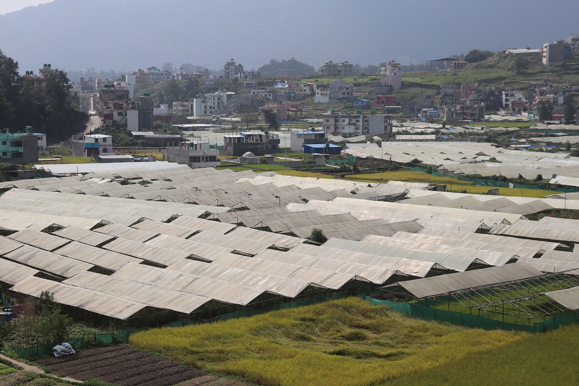 आजका तस्बिर- कात्तिक १५