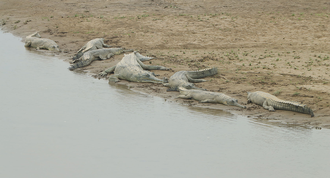 आजका तस्बिर-वैशाख ६