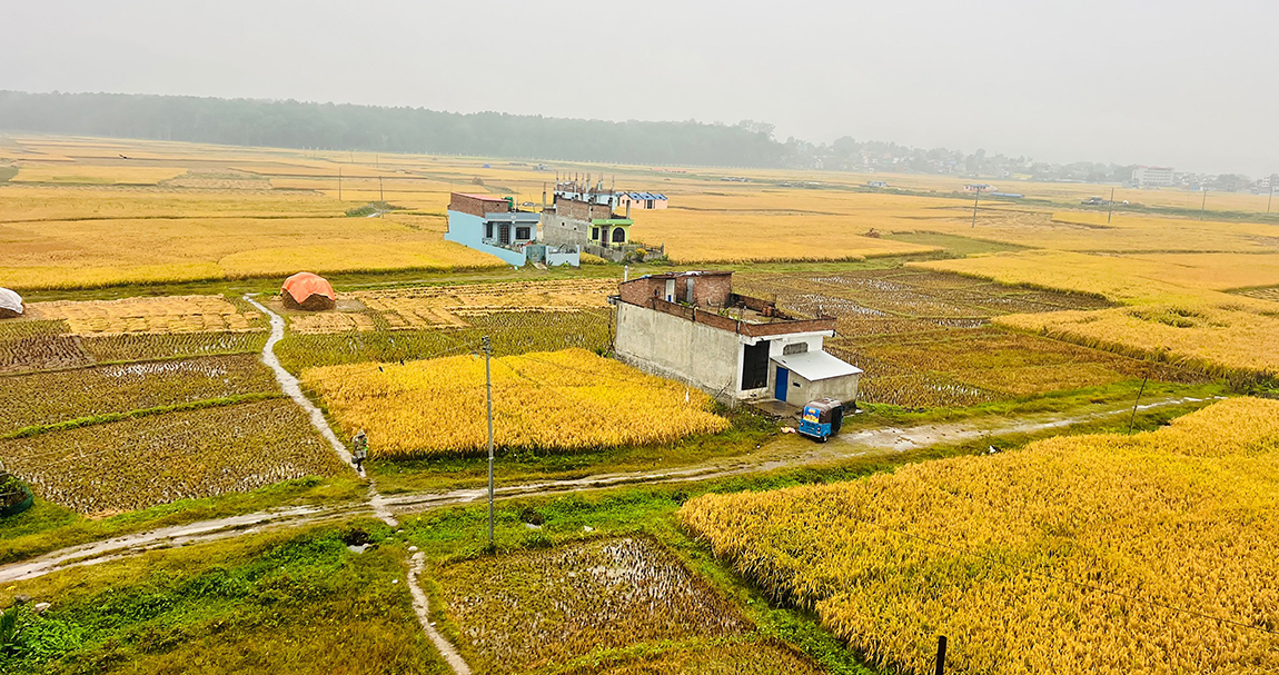 सुर्खेतको वीरेन्द्रनगर नगरपालिका–१० मा मंगलबार बिहानदेखि पानी परेका कारण धान भित्र्याउन समस्या। पानी परेको कारण पाकेको धान काट्न नपाउँदा  किसानहरू मर्कामा परेका छन्। तस्बिरः हेमन्त केसी/रासस