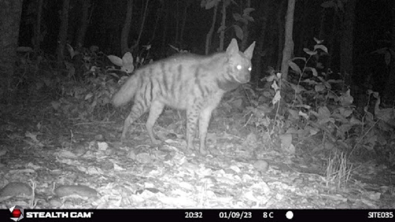Hyena1-1786443728.jpg