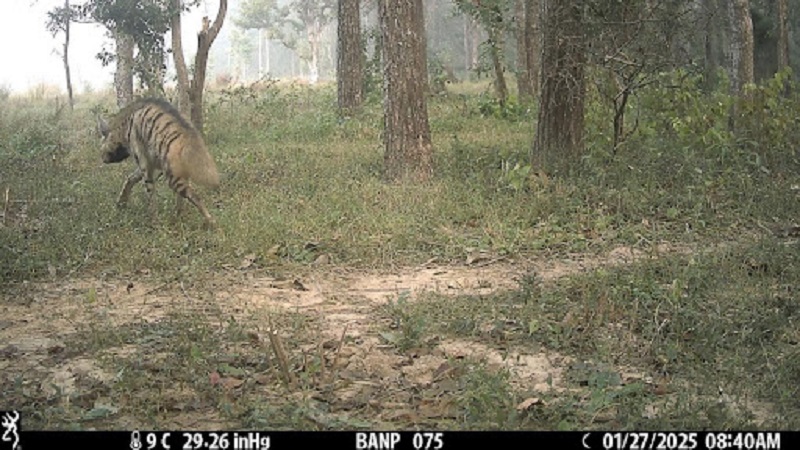 Hyena2-1786443728.jpg
