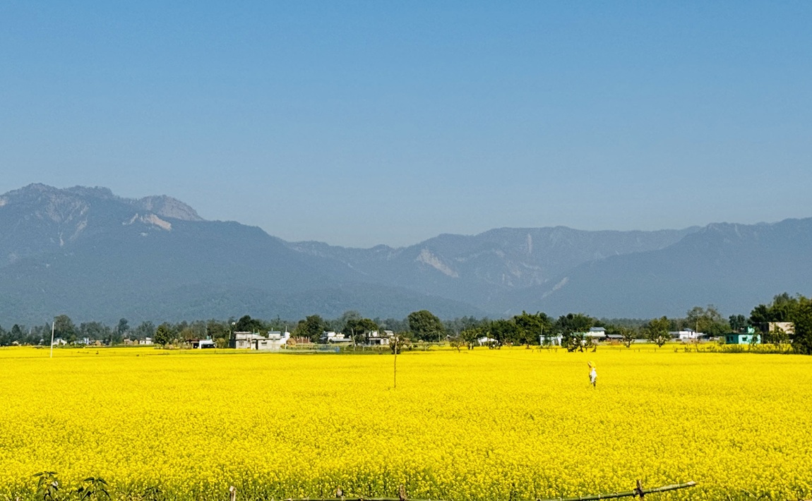 कैलालीको गौरीगङ्गा नगरपालिका–८ मा किसानले लगाएको तोरीबारीमा फूल फुलेर पहेँलपुरमा परिणत। तस्बिरः इन्द्राकुमारी केसी/ रासस