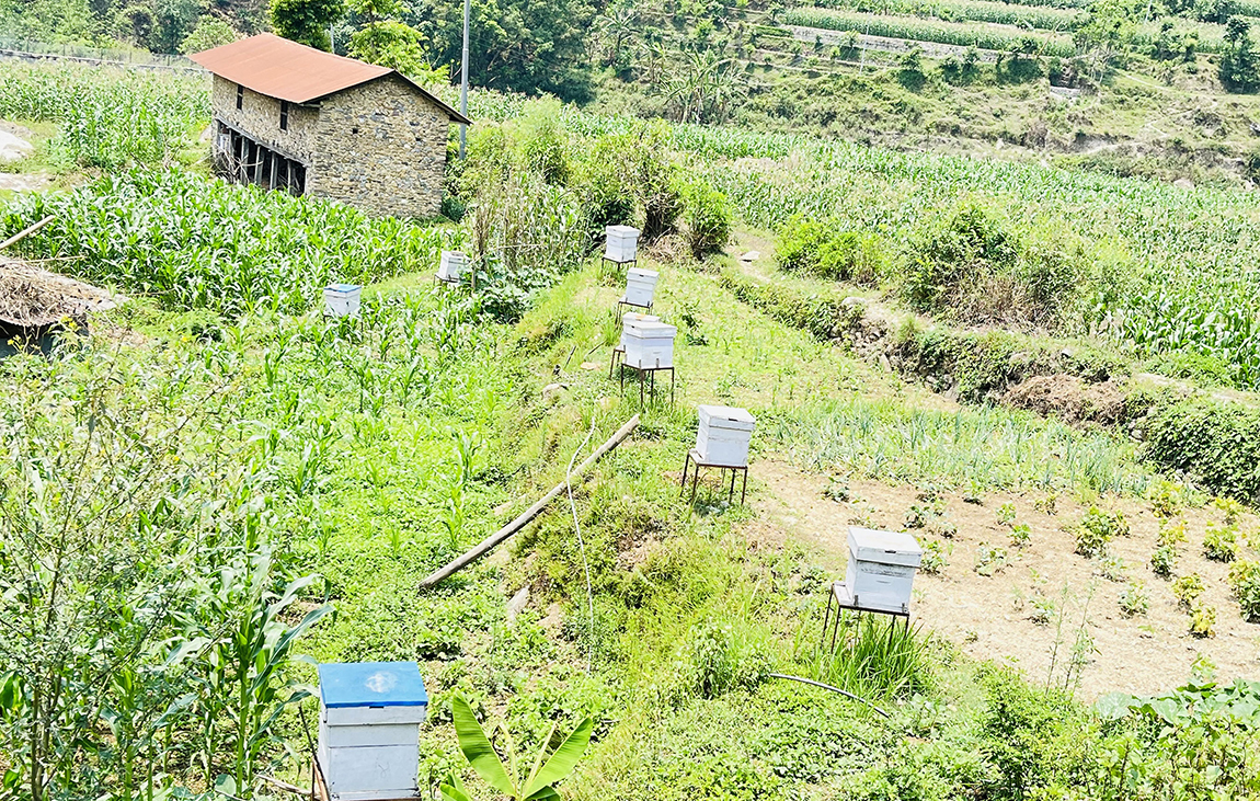 आजका तस्बिर- वैशाख २९
