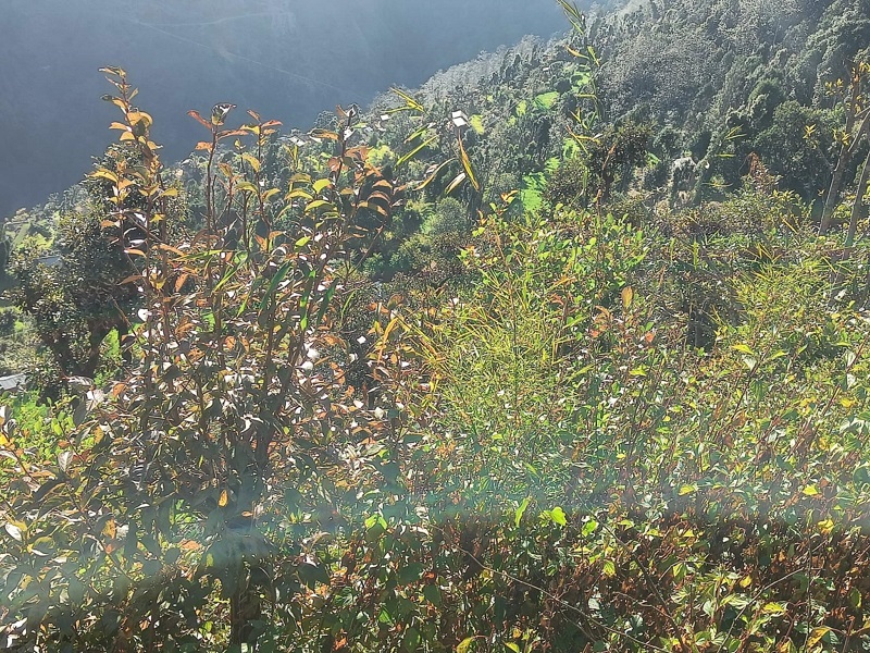Jumledhupi-(7)-1746956377.jpg