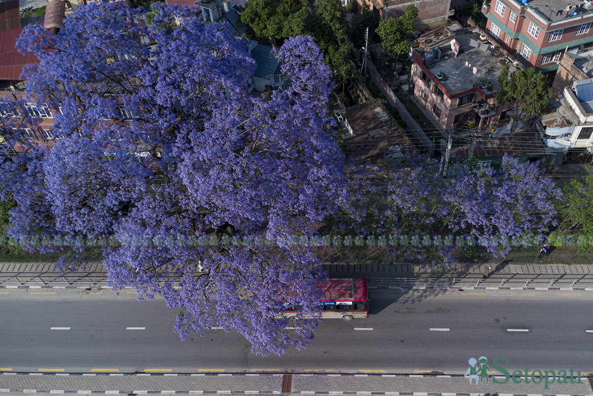 Jyakaranda-lalitpur-(18)-1746506056.jpg