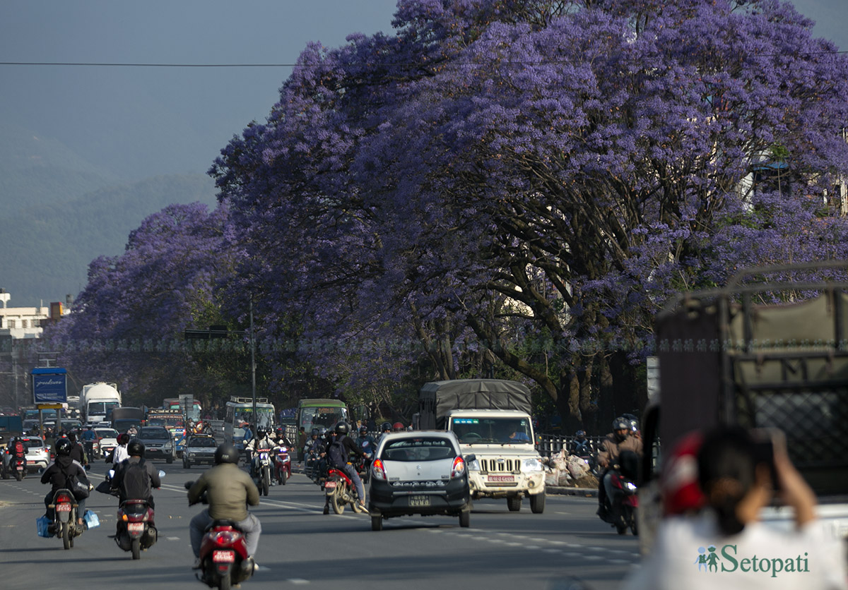 Jyakaranda-lalitpur-(2)-1746506052.jpg