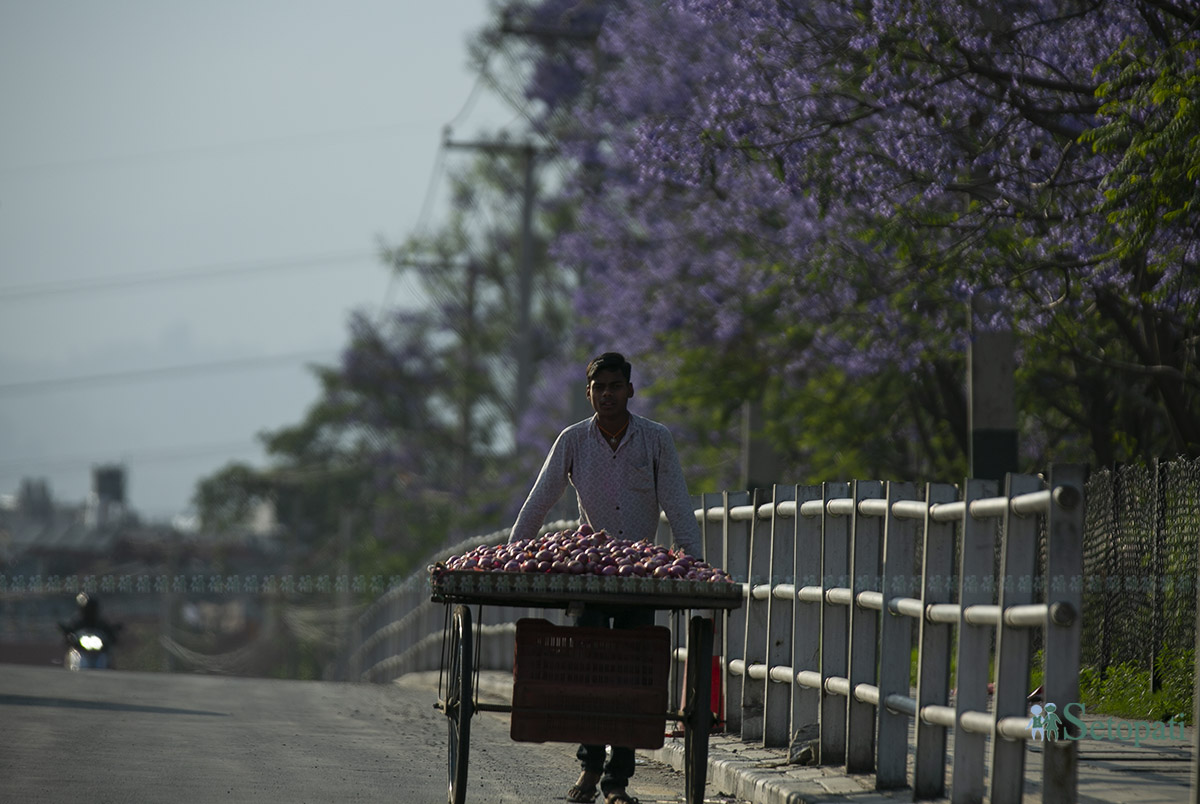 Jyakaranda-lalitpur-(6)-1746506053.jpg