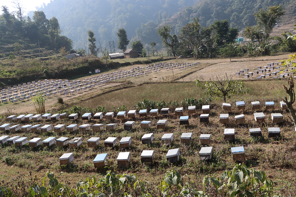 आजका तस्बिर- माघ २४