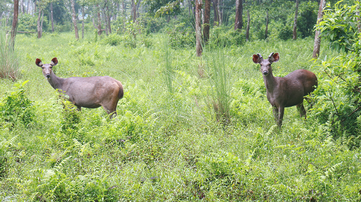 आजका तस्बिर- जेठ ३०