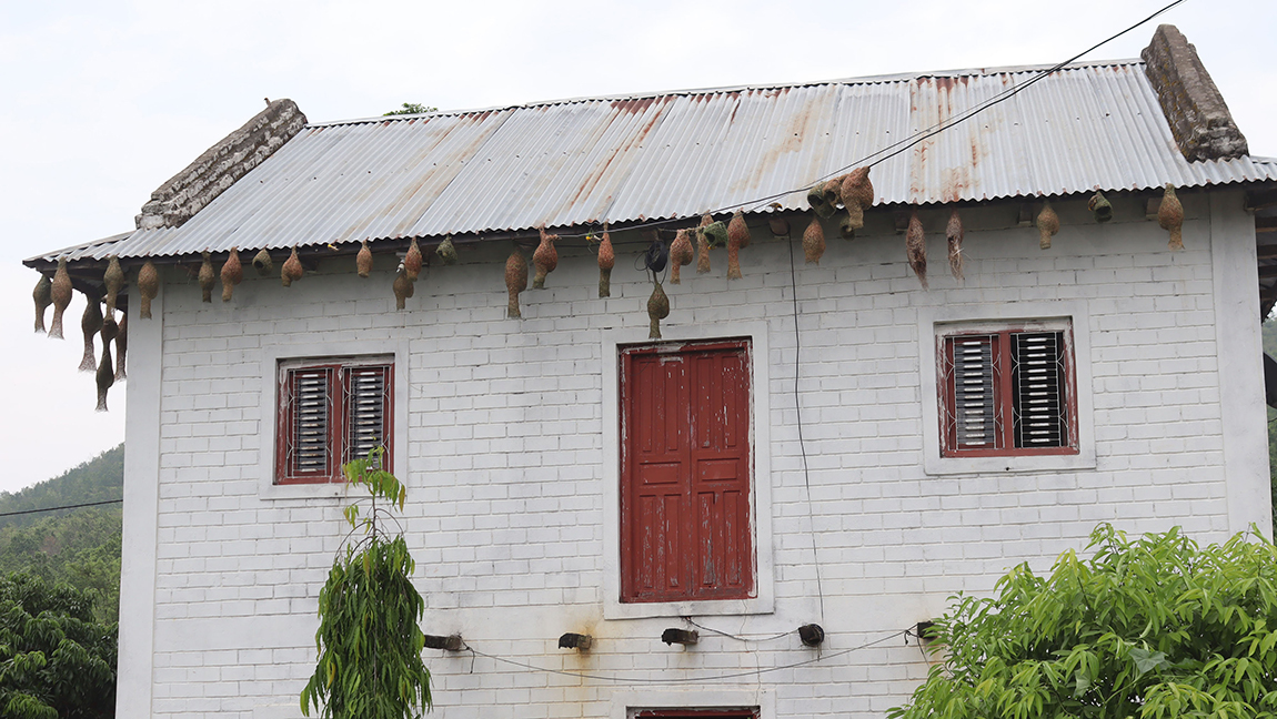 आजका तस्बिर- असार ४