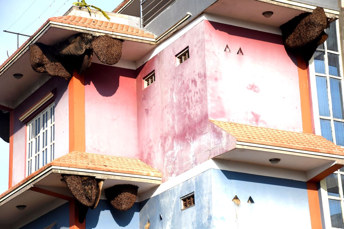 आजका तस्बिर- कात्तिक ३०