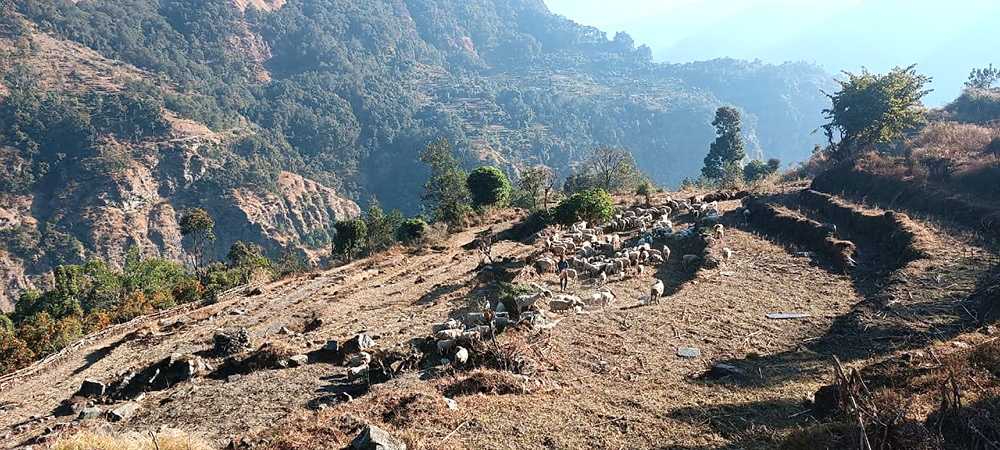 मुस्ताङको थासाङ गाउँपालिका–५ ताक्लुङका भेडापालक किसान भिमप्रसाद गर्बुजाले म्याग्दीको रघुगङ्गा गाउँपालिका–१ बेगको  फाँटमा चरनका लागि ल्याएका भेडाका बथान। चिसो बढेपछि हिमाली क्षेत्रका बुकी पाटनबाट भेडीगोठलाई वेशीतर्फ झारिएको हाे।  तस्बिर: कमल खत्री/रासस