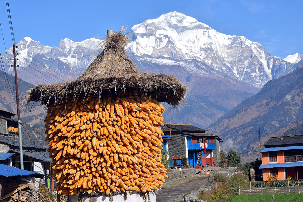 आजका तस्बिर- पुस २