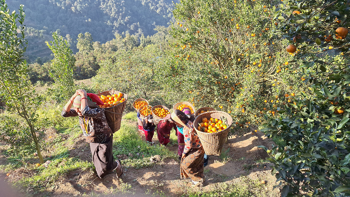 आजका तस्बिर- पुस ९