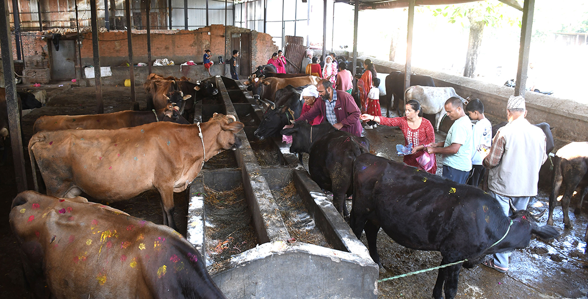 आजका तस्बिर- कात्तिक ४