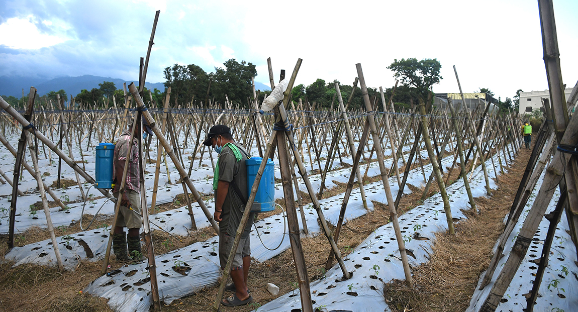 आजका तस्बिर- भदौ ६