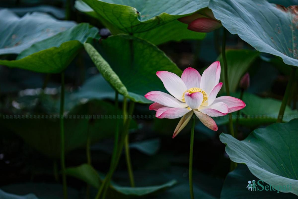 Kamal-Flower-Thimi-(11)-ink-1786330221.jpeg
