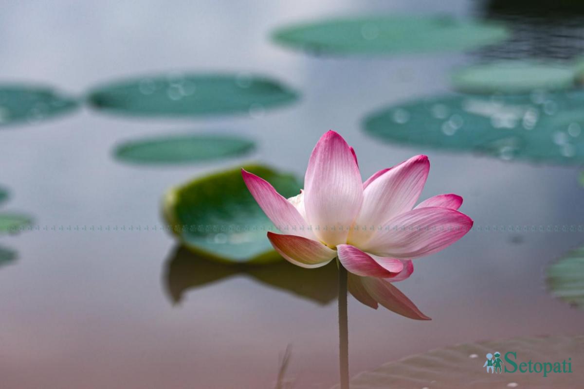 Kamal-Flower-Thimi-(12)-ink-1786330221.jpeg