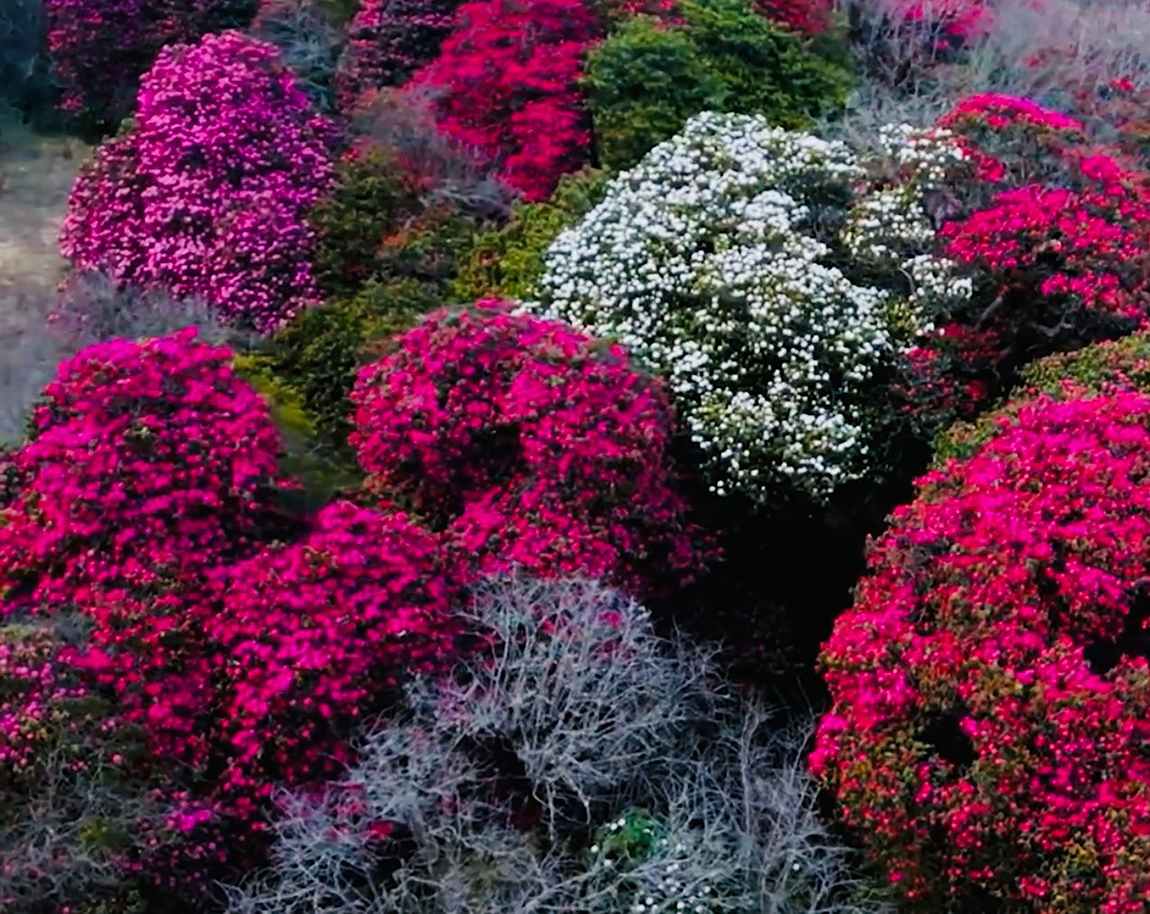 आजका तस्बिर- चैत २३