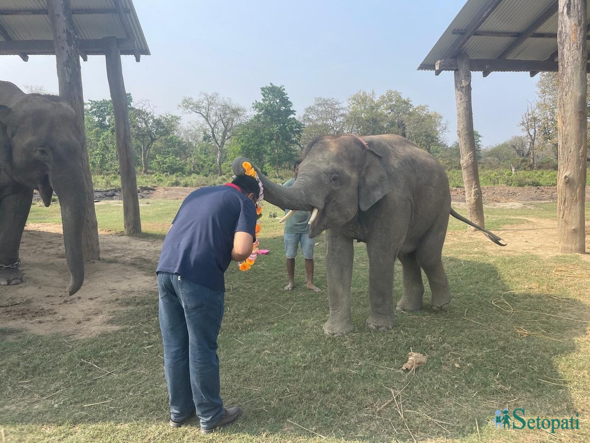 'खगेन्द्रप्रसाद' नामको हात्ती। तस्बिर: राजेश घिमिरे/सेतोपाटी