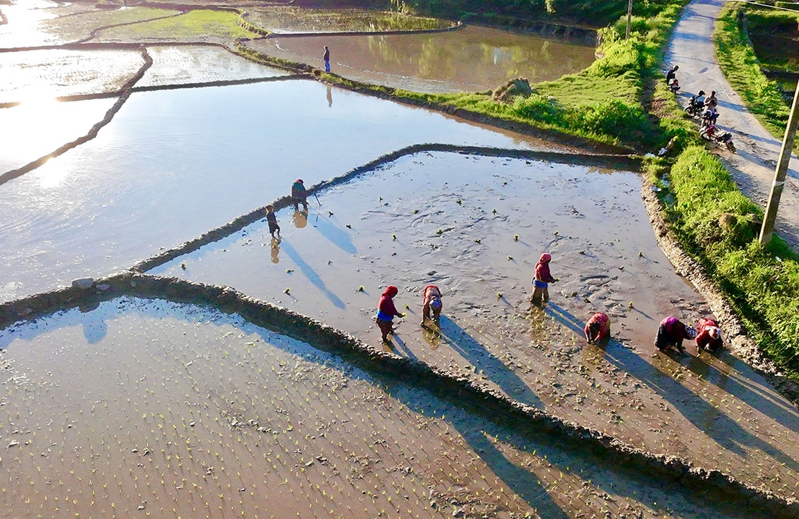 आजका तस्बिर- असार १५