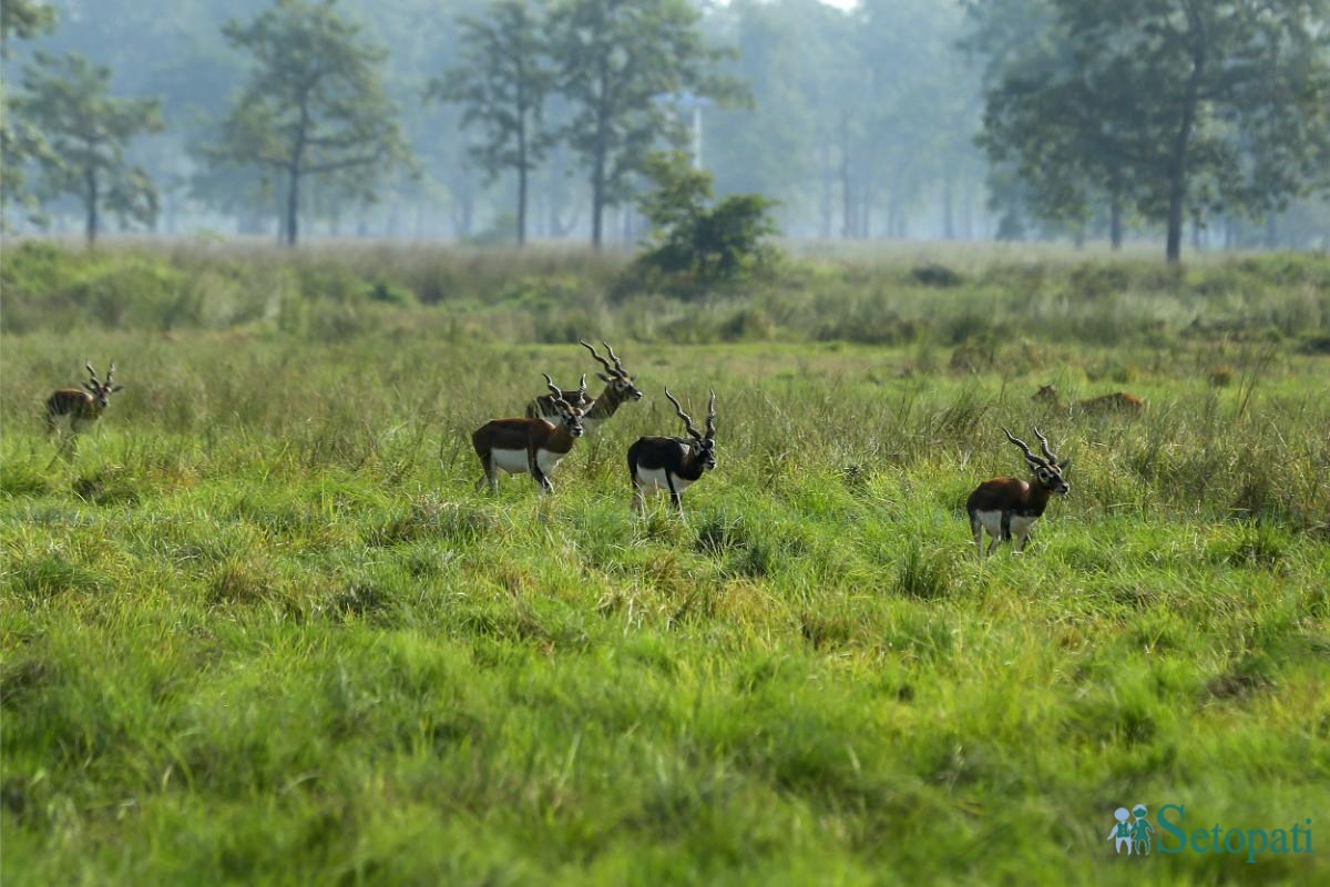Krishnasar_Blackbuck_Bardiya_NPL_PCT-(11)-ink-1762147461.jpeg