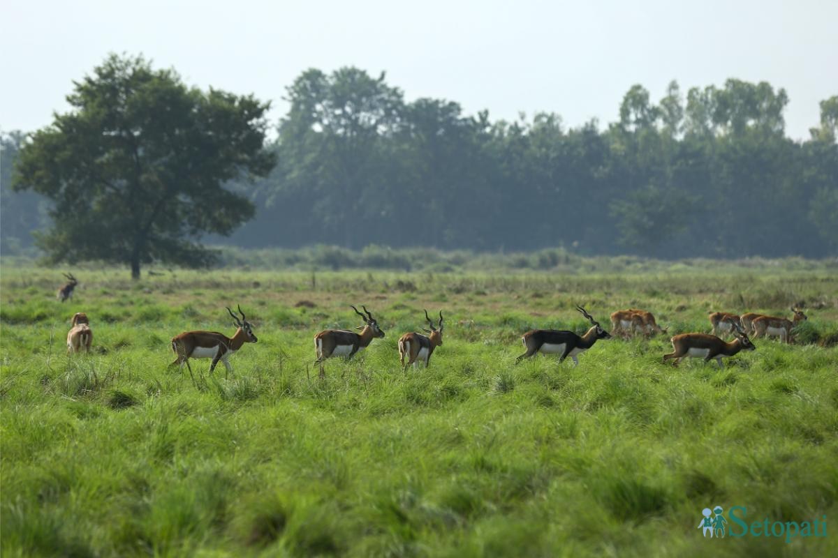 Krishnasar_Blackbuck_Bardiya_NPL_PCT-(12)-ink-1762147461.jpeg