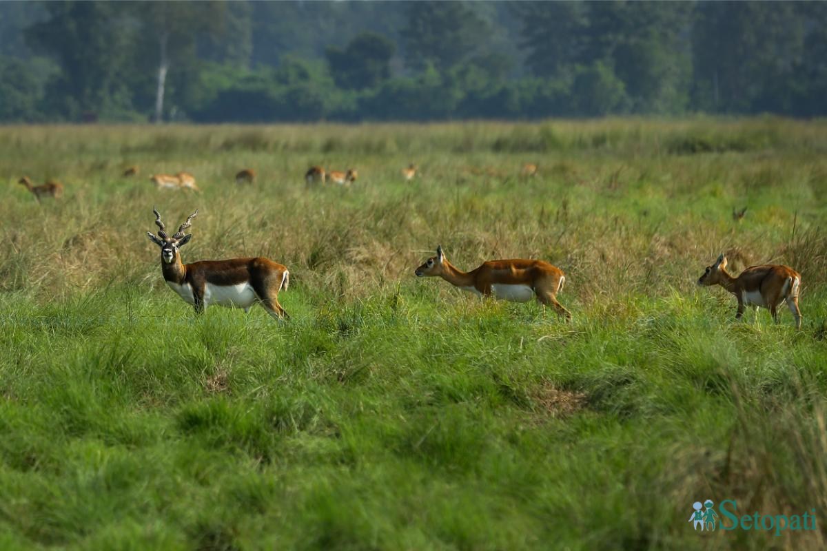 Krishnasar_Blackbuck_Bardiya_NPL_PCT-(14)-ink-1762147462.jpeg