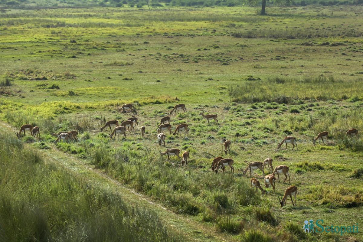 Krishnasar_Blackbuck_Bardiya_NPL_PCT-(5)-ink-1762147458.jpeg