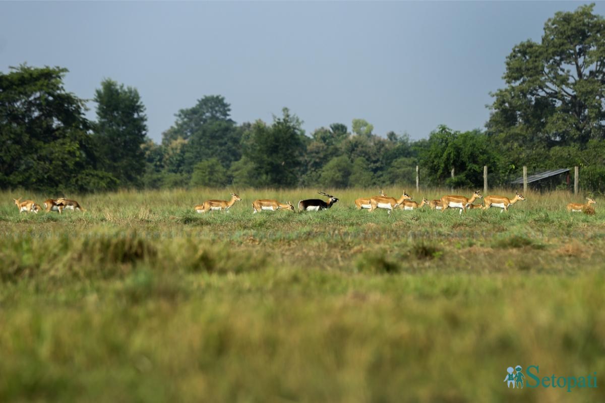 Krishnasar_Blackbuck_Bardiya_NPL_PCT-(7)-ink-1762147459.jpeg